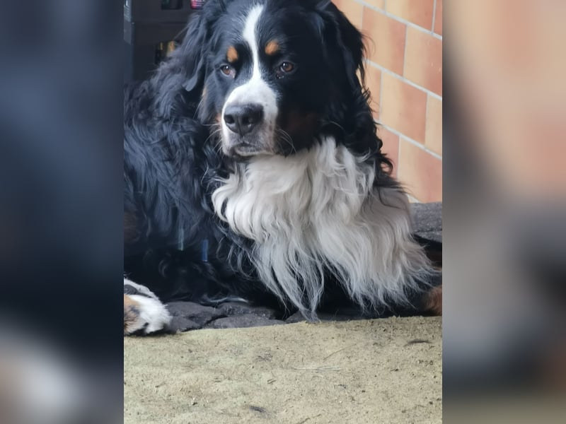 Berner Sennenhund Deckrüde