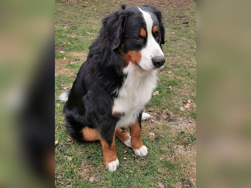 Berner Sennenhund Deckrüde