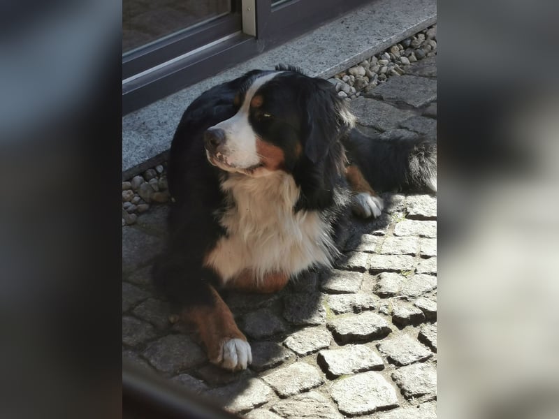 Berner Sennenhund Deckrüde