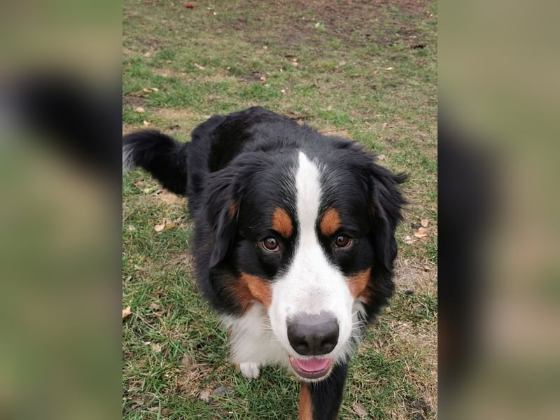 Berner Sennenhund Deckrüde