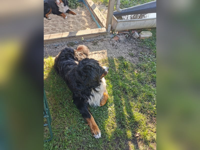 Berner Sennenhund Deckrüde
