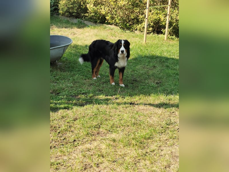 Berner Sennenhund Deckrüde