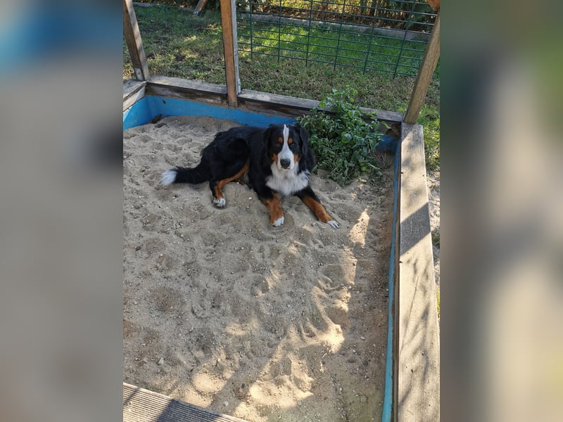 Berner Sennenhund Deckrüde