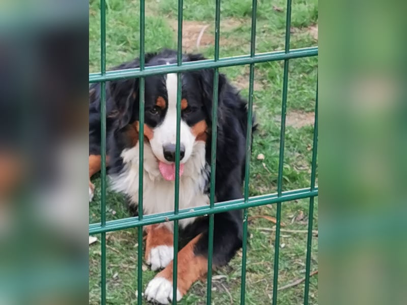 Berner Sennenhund Deckrüde