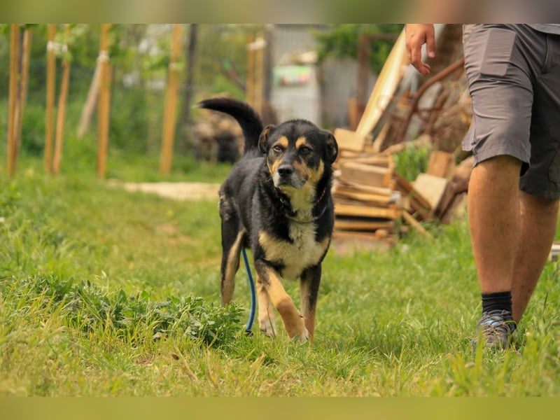 Kacska VA sanfter treuer Begleiter