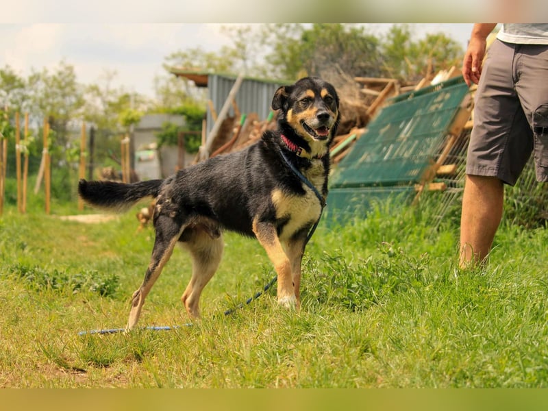 Kacska VA sanfter treuer Begleiter