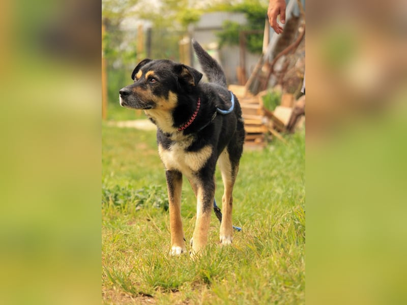 Kacska VA sanfter treuer Begleiter