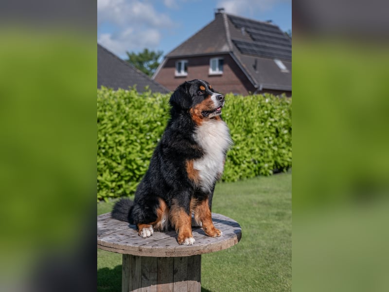 Berner Sennenhund Deckrüde