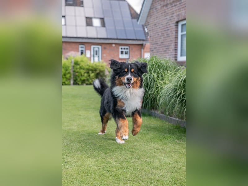 Berner Sennenhund Deckrüde