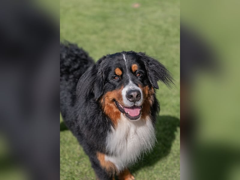 Berner Sennenhund Deckrüde