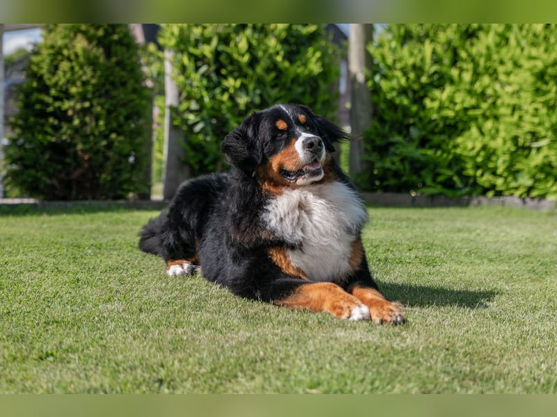 Berner Sennenhund Deckrüde
