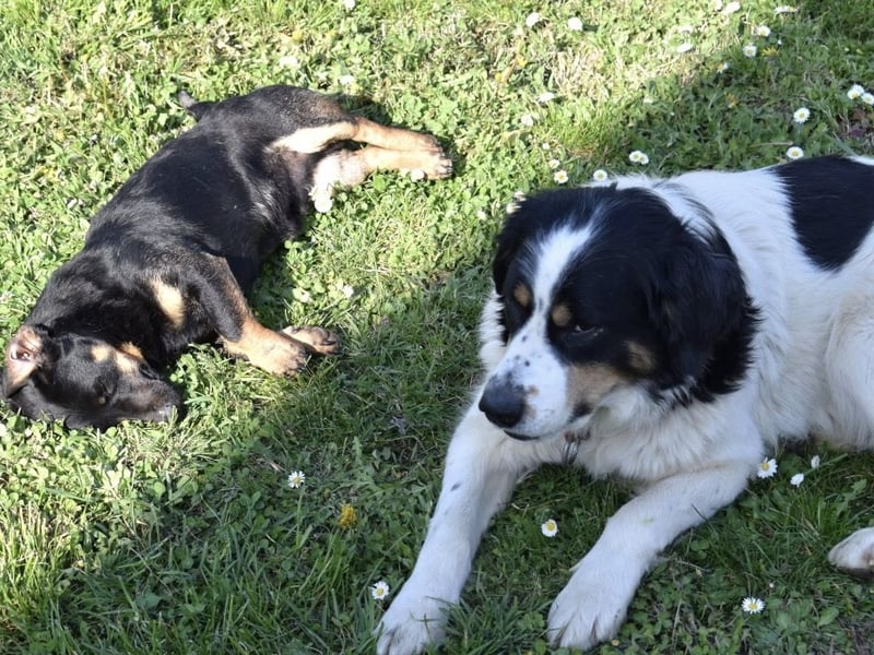 Mascha eine tolle Hündin