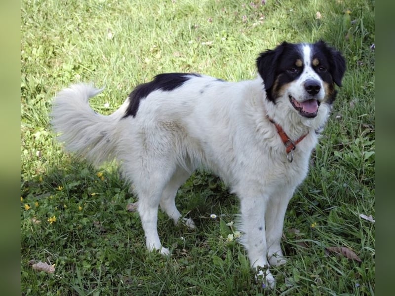 Mascha eine tolle Hündin