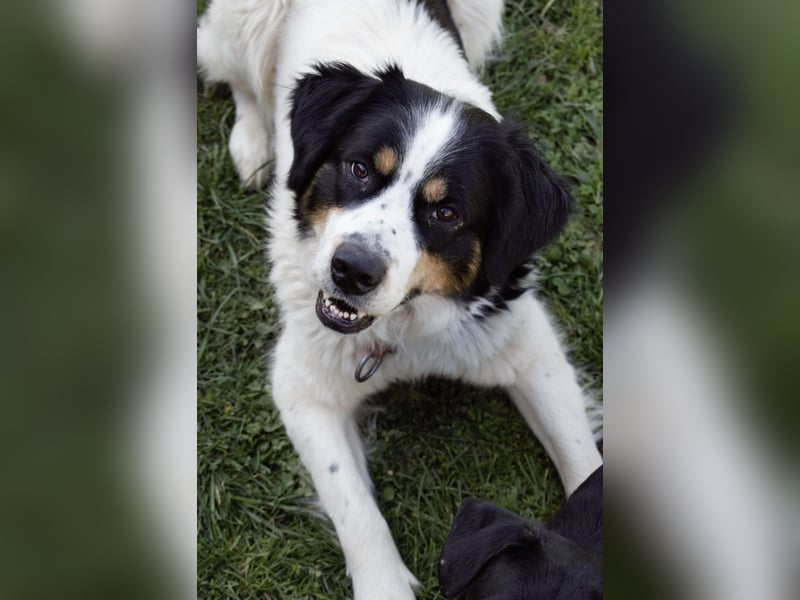 Mascha eine tolle Hündin