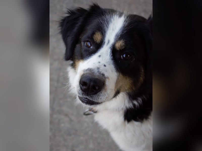 Mascha eine tolle Hündin