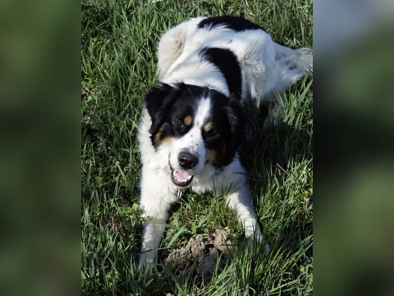 Mascha eine tolle Hündin