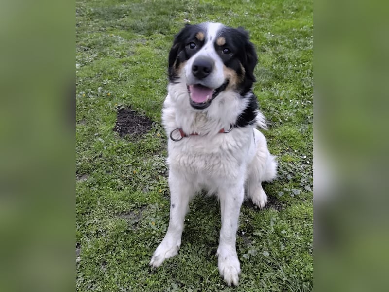 Mascha eine tolle Hündin