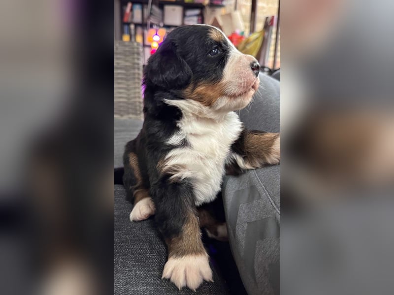 Reinrassige Berner Sennenhund welpen