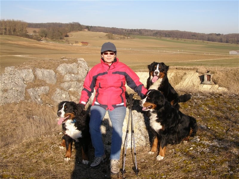Berner-Sennenhunde Welpen Wurfankündigung 2025
