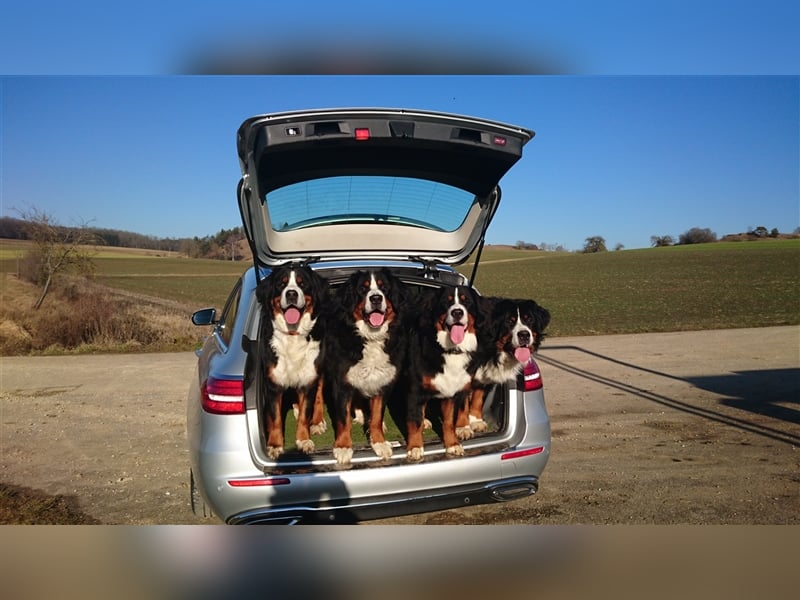 Berner-Sennenhunde Welpen Wurfankündigung 2025