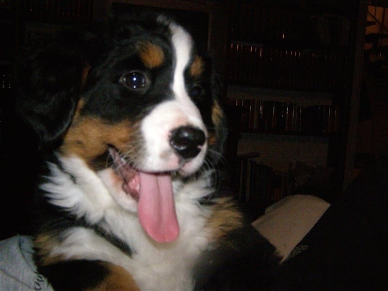 Berner-Sennenhunde Welpen Wurfankündigung 2025