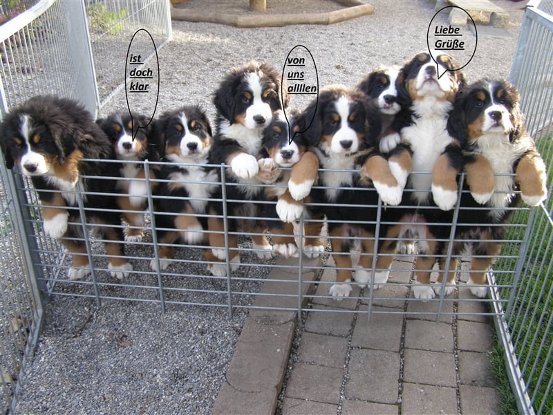 Berner-Sennenhunde Welpen Wurfankündigung 2025