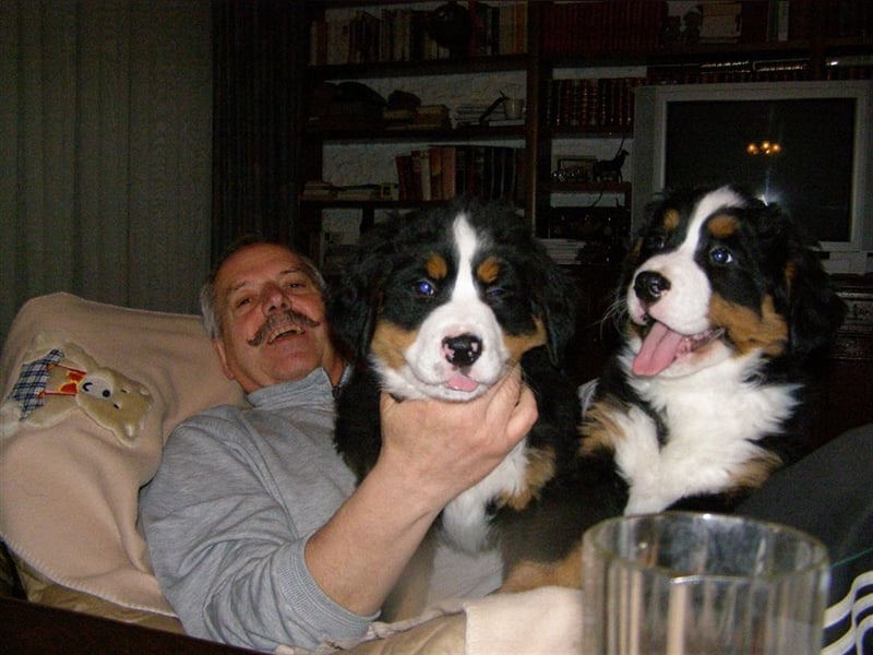 Berner-Sennenhunde Welpen Wurfankündigung 2025