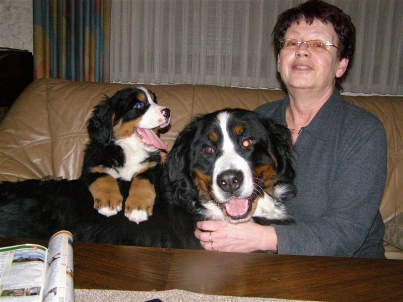 Berner-Sennenhunde Welpen Wurfankündigung 2025