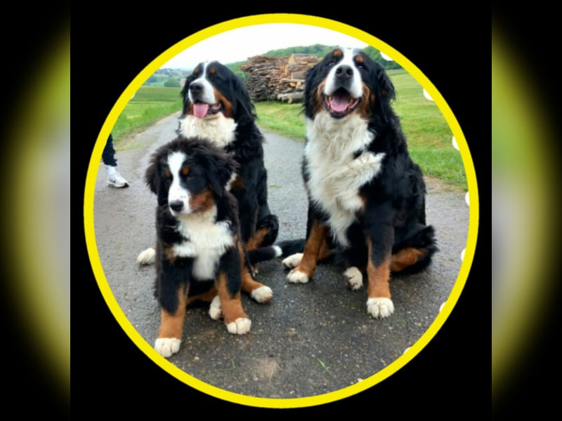 Berner-Sennenhunde Welpen Wurfankündigung 2025