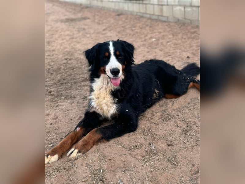Isis - wunderbares Berner Sennenhund Mädel sucht gutes Zuhause