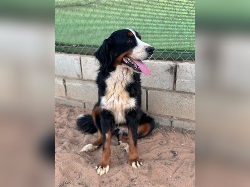 Isis - wunderbares Berner Sennenhund Mädel sucht gutes Zuhause