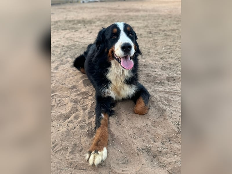 Isis - wunderbares Berner Sennenhund Mädel sucht gutes Zuhause