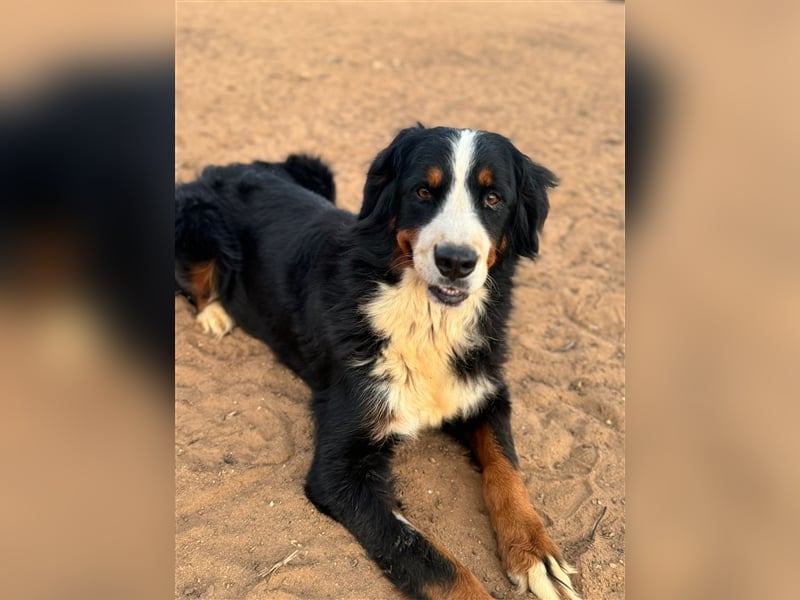 Isis - wunderbares Berner Sennenhund Mädel sucht gutes Zuhause