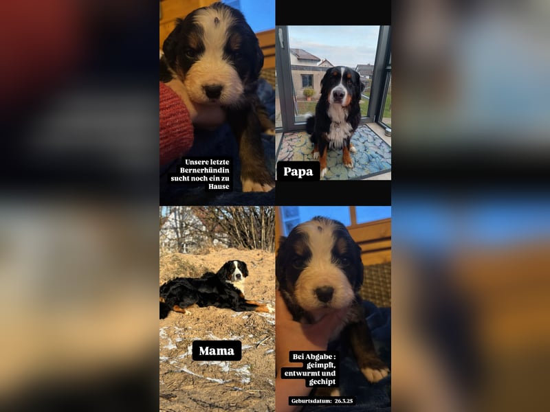Bernerhündin, Bernerwelpe, Bernersennenhund
