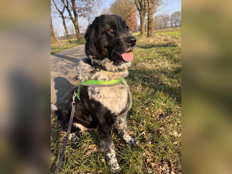 Ella sucht für immer Zuhause