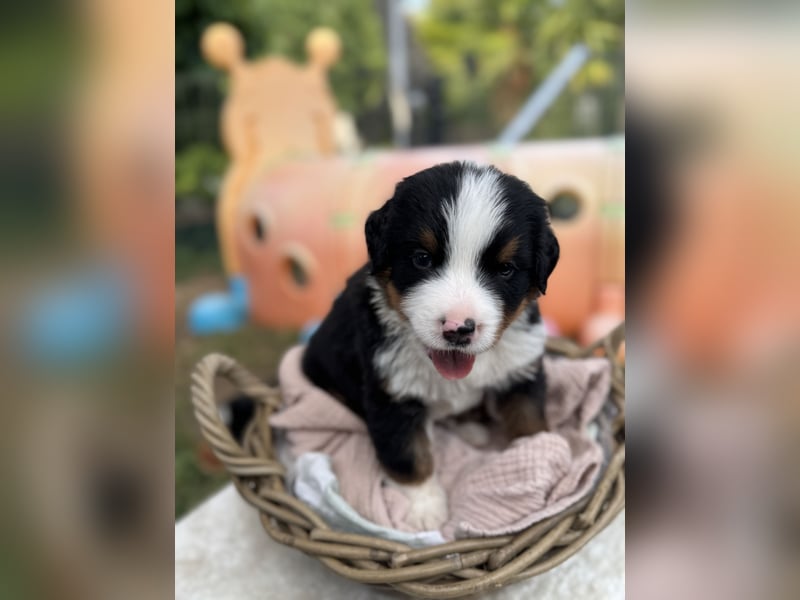 Berner Sennenhund Welpen mit Papiere