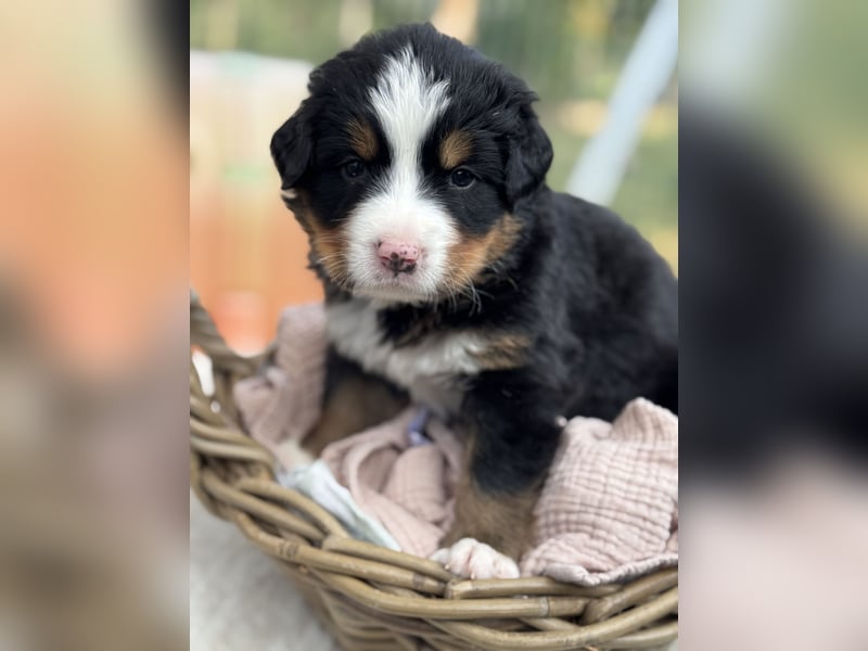 Berner Sennenhund Welpen mit Papiere