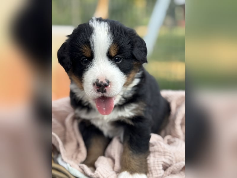 Berner Sennenhund Welpen mit Papiere