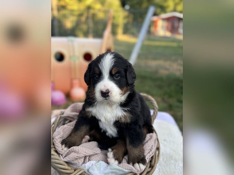 Berner Sennenhund Welpen mit Papiere
