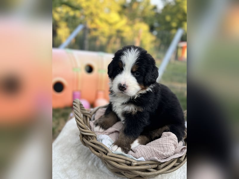Berner Sennenhund Welpen mit Papiere