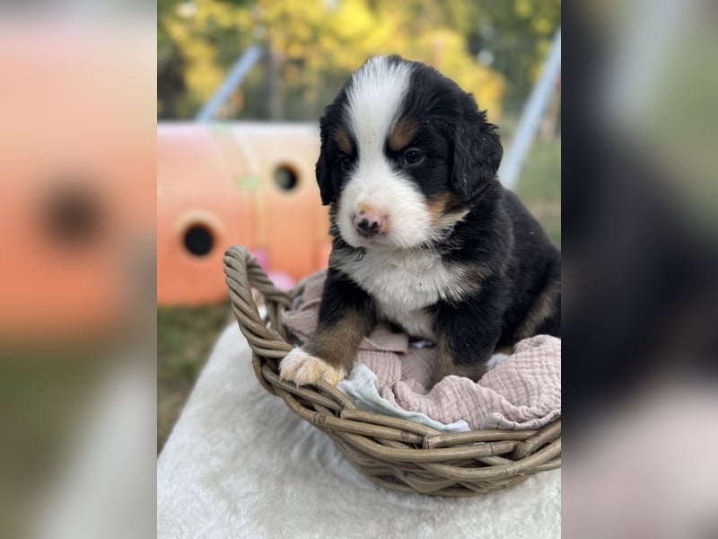 Berner Sennenhund Welpen mit Papiere