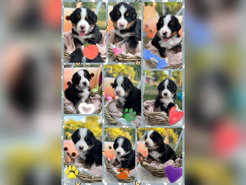 Berner Sennenhund Welpen mit Papiere