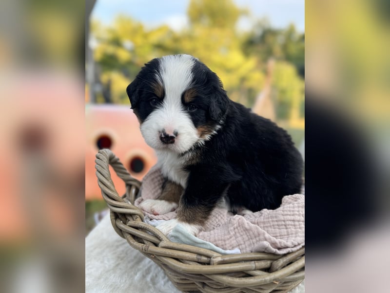 Berner Sennenhund Welpen mit Papiere