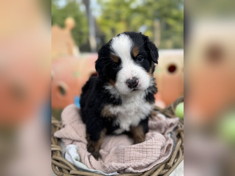 Berner Sennenhund Welpen mit Papiere