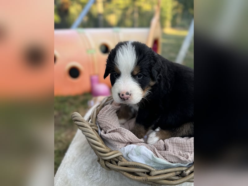 Berner Sennenhund Welpen mit Papiere