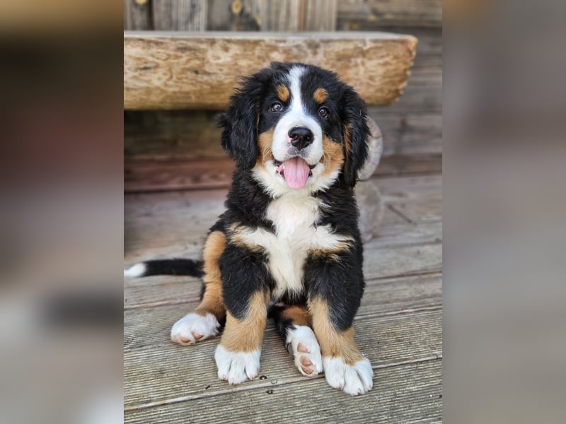 Berner Welpe Ophelia sucht eine Familie