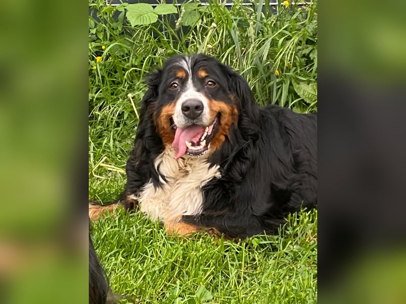 Ledi, liebes Berner Sennen Mädchen geb. 2023