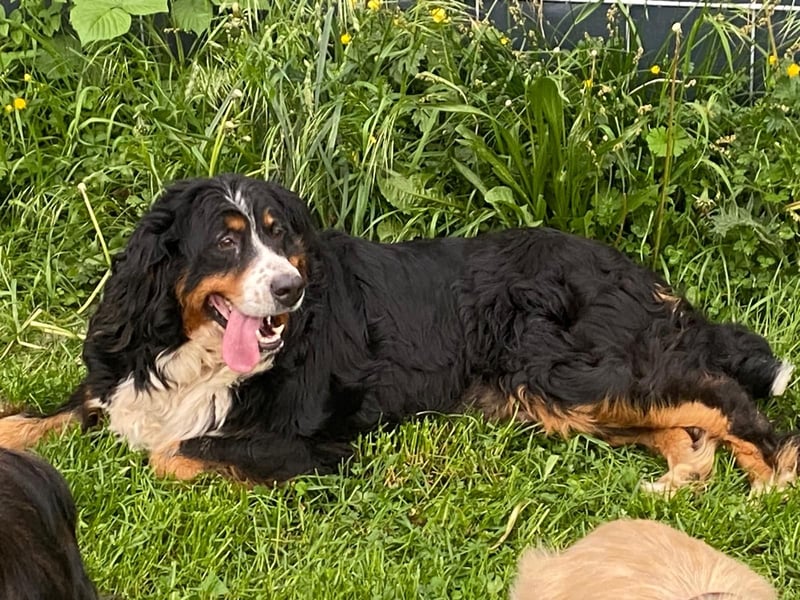 Ledi, liebes Berner Sennen Mädchen geb. 2023