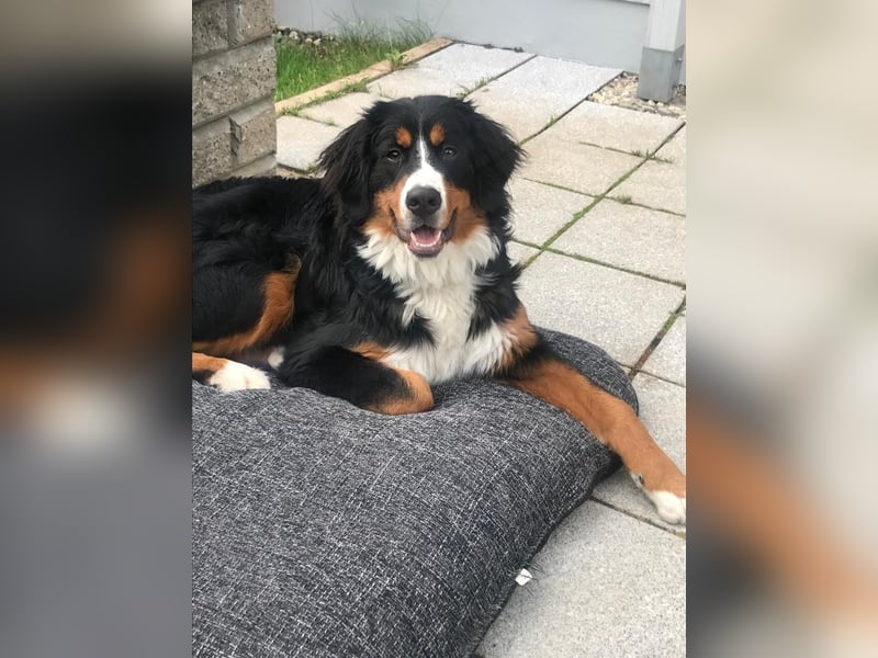 Berner- Sennenhund