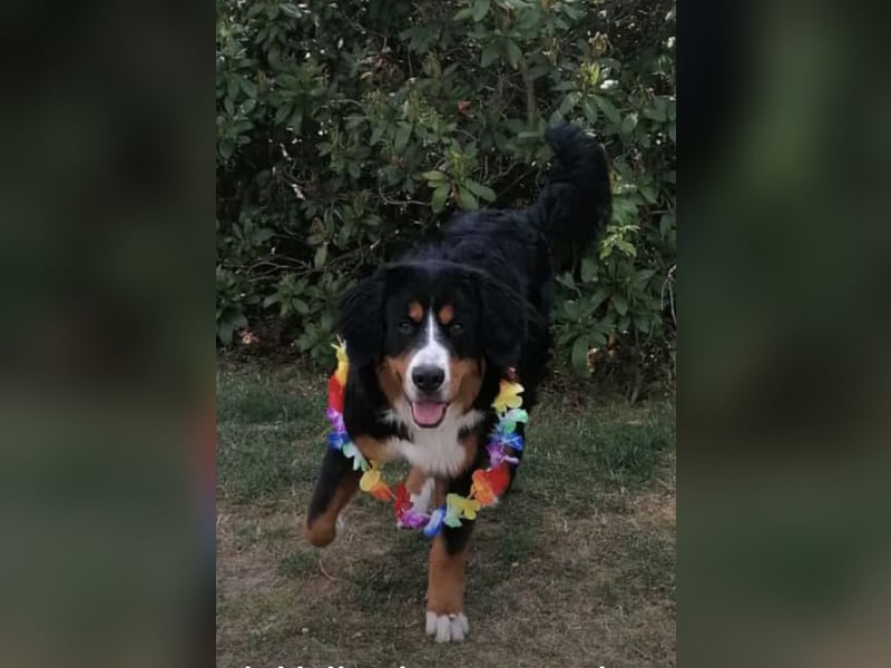 Berner- Sennenhund